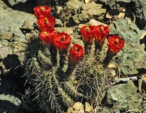 arizonicus nigrihorridispinus dfm0745 Chiricahua Mts 19960698