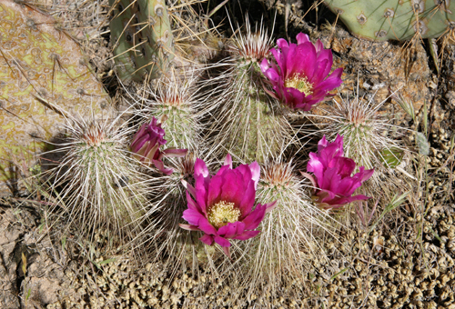 IMG_4351-EB-dfm0263-apachensis-Fish-Creek-Hill-Maricopa-Co-AZ