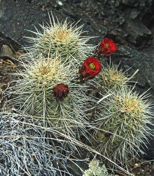 coccineus dfm0364 Eagle Nest Colfax Co NM20021171 