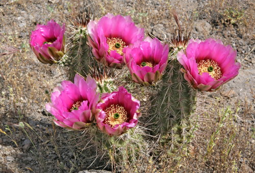 IMG_4103-EB-dfm0519-fasciculatus--westl-Superior-Pinal-Co-AZ