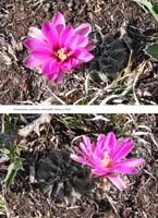 HP Echinocereus Online 2013 01_Seite_06