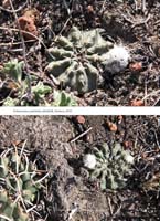 HP Echinocereus Online 2013 01_Seite_07