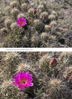 HP Echinocereus Online 2013 01_Seite_08