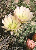 HP Echinocereus Online 2013 01_Seite_18