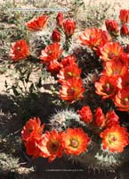 HP Echinocereus Online 2013 01_Seite_20