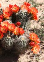 HP Echinocereus Online 2013 01_Seite_21