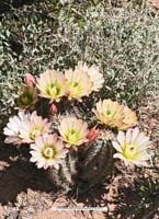 HP Echinocereus Online 2013 01_Seite_24