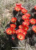 HP Echinocereus Online 2013 01_Seite_26