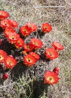 HP Echinocereus Online 2013 01_Seite_27