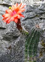 HP Echinocereus Online 2013 04_Seite_09