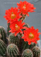 HP Echinocereus Online 2013 04_Seite_12