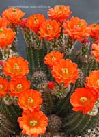 HP Echinocereus Online 2013 04_Seite_13