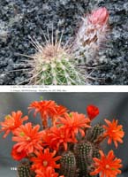 HP Echinocereus Online 2013 04_Seite_16