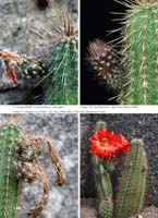 HP Echinocereus Online 2013 04_Seite_18