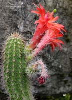 HP Echinocereus Online 2013 04_Seite_27