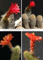 HP Echinocereus Online 2013 04_Seite_31