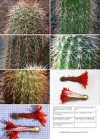 HP Echinocereus Online 2013 04_Seite_32